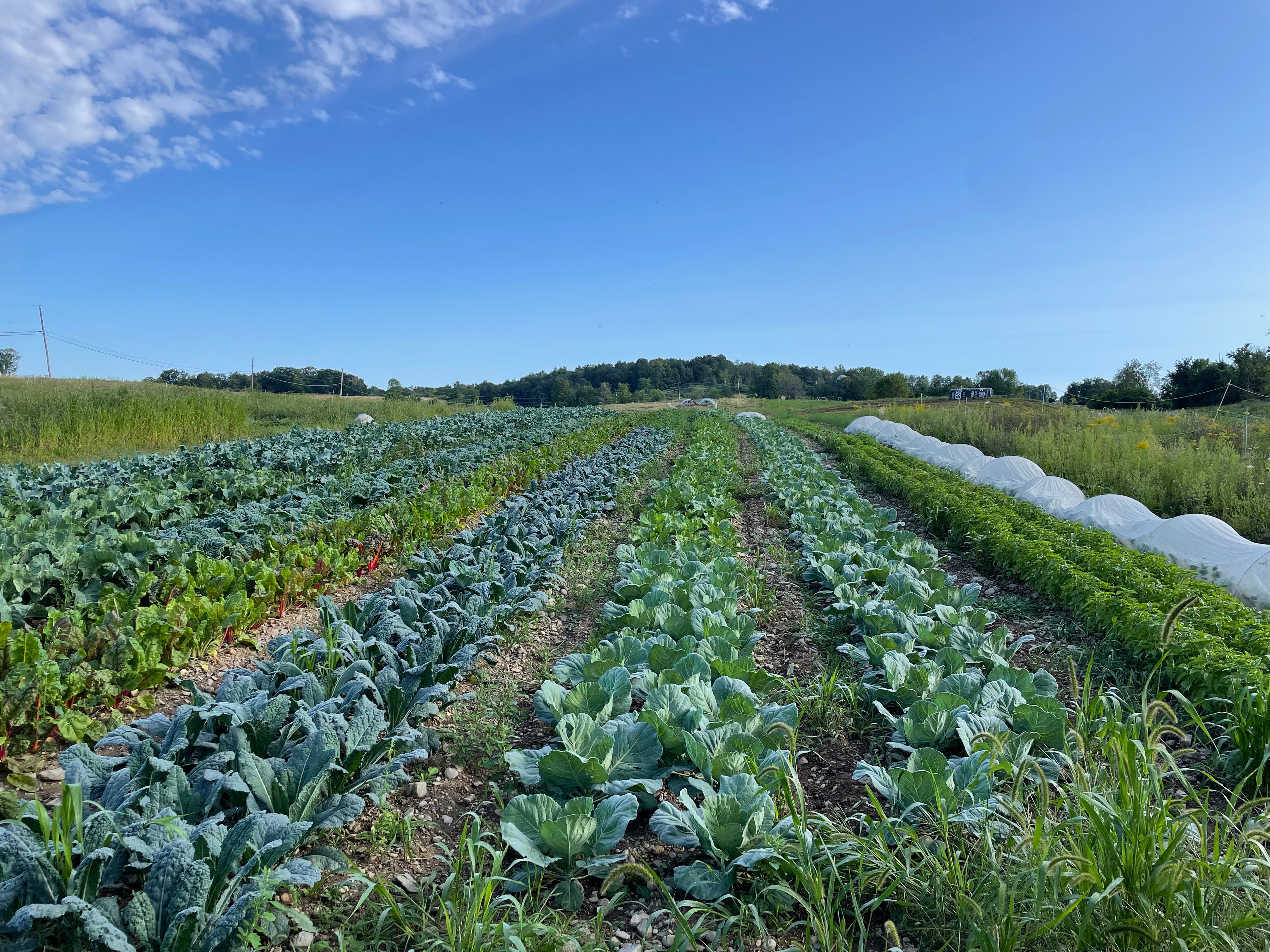 Image of farm with rows of produce and vegetables